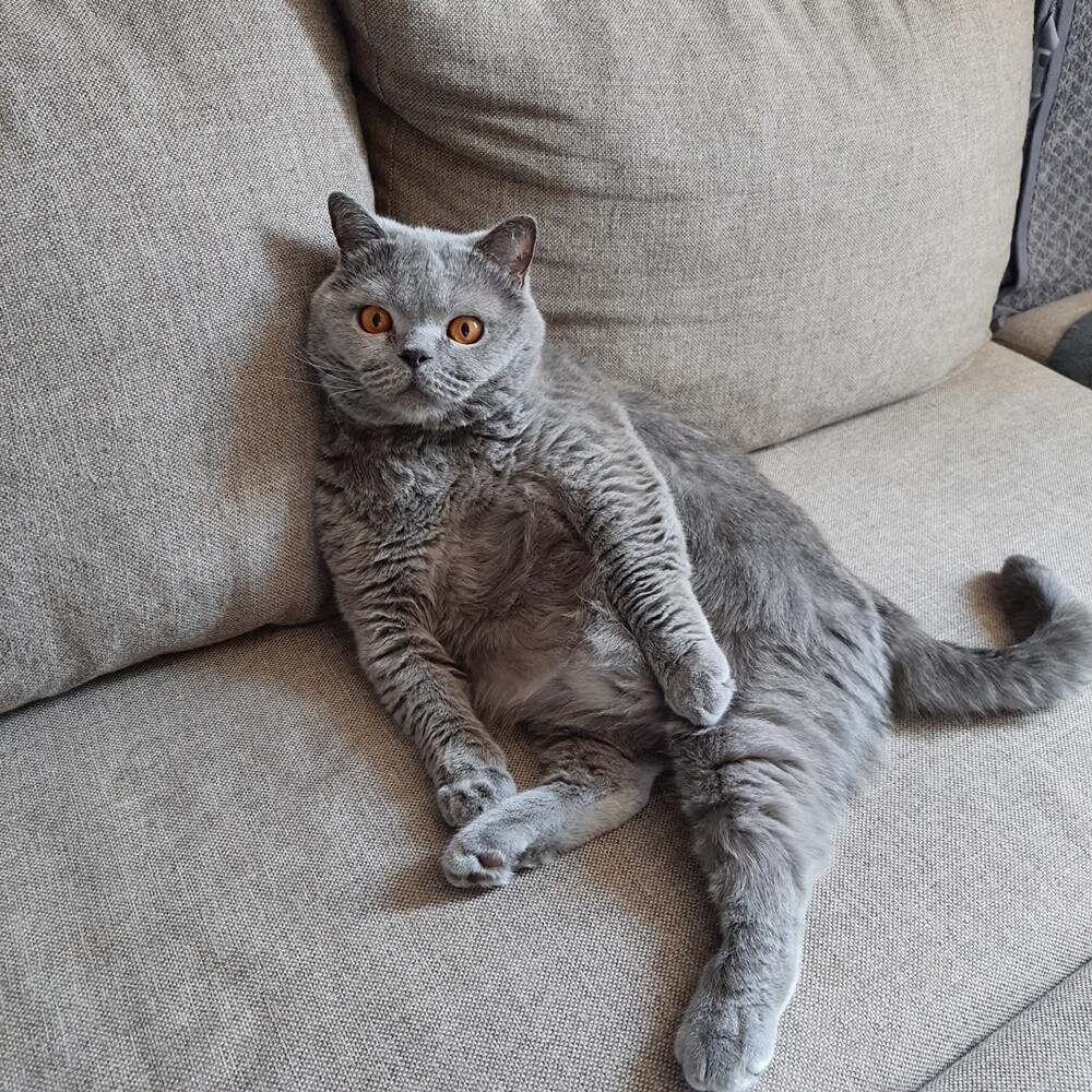 Światowy Dzień Kota. / fot. Czytelnicy