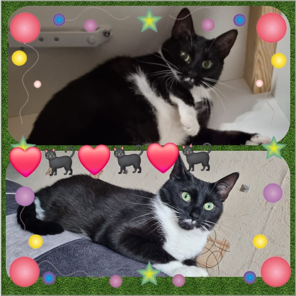 Światowy Dzień Kota. / fot. Czytelnicy