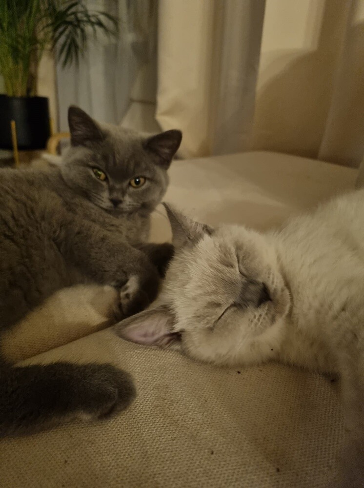 Światowy Dzień Kota. / fot. Czytelnicy