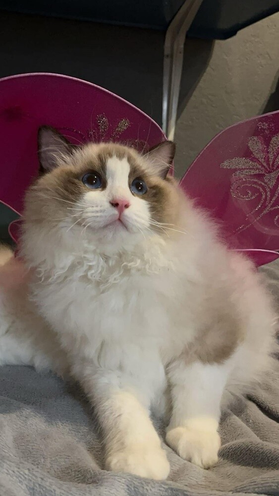 Światowy Dzień Kota. / fot. Czytelnicy