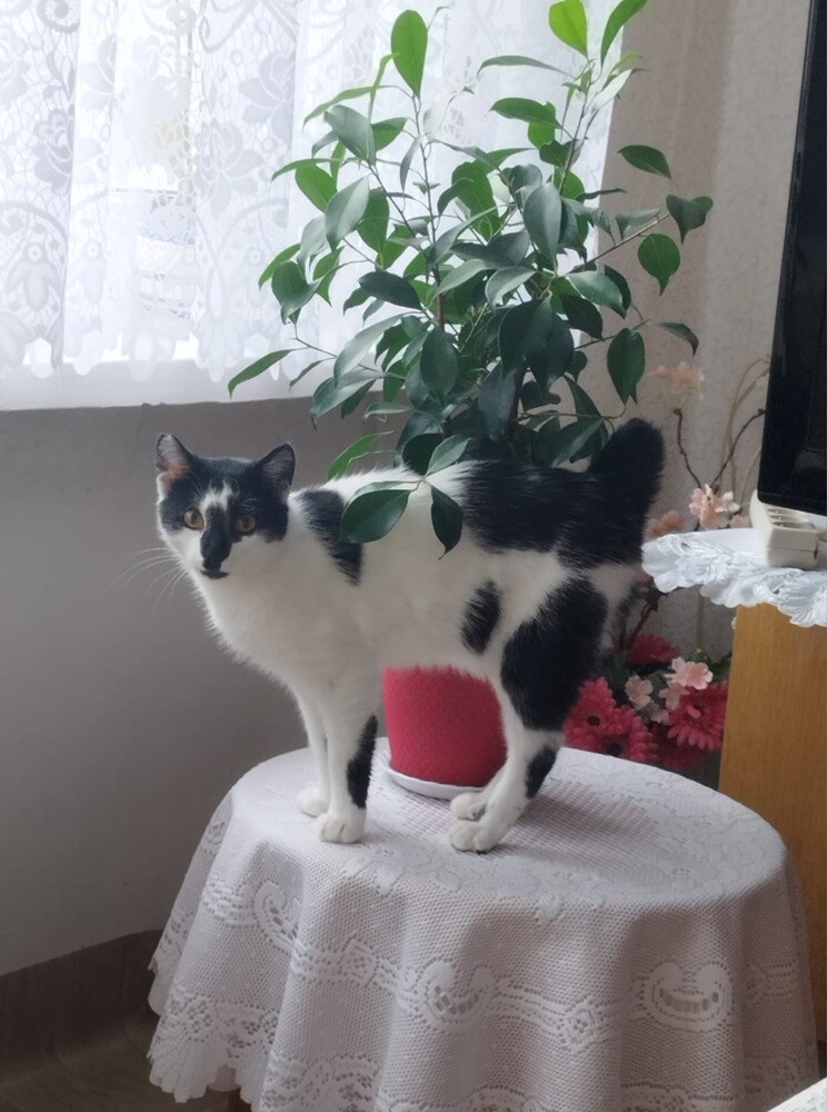 Światowy Dzień Kota. / fot. Czytelnicy