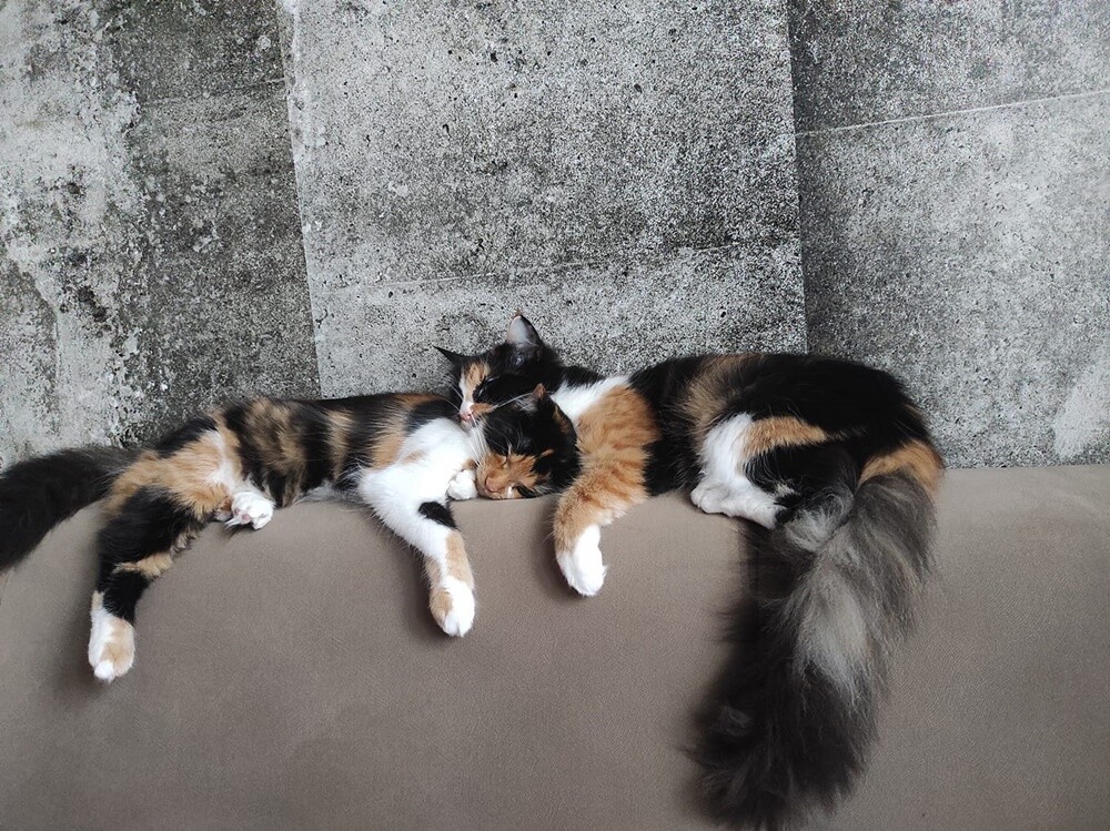 Światowy Dzień Kota. / fot. Czytelnicy