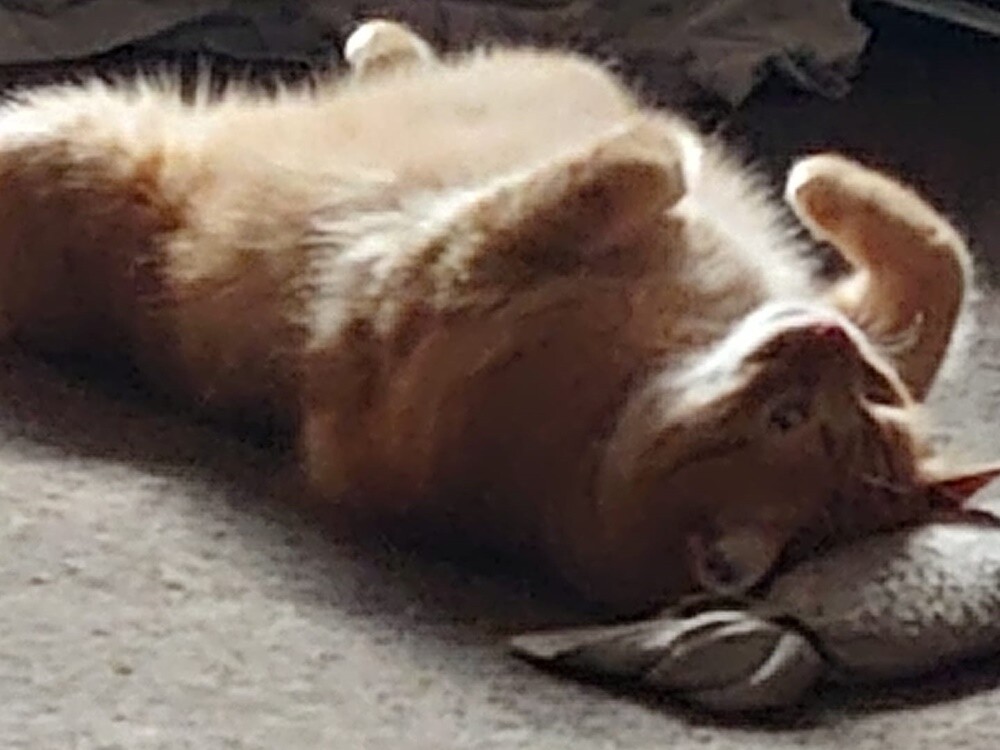 Światowy Dzień Kota. / fot. Czytelnicy