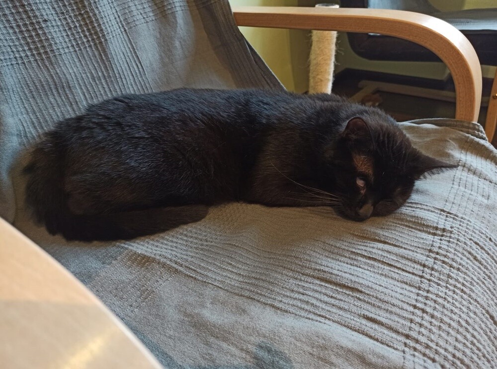 Światowy Dzień Kota. / fot. Czytelnicy