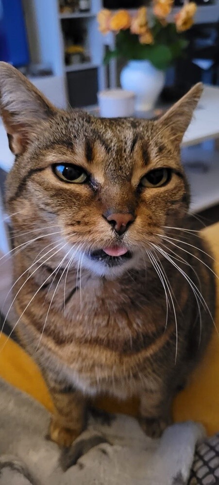 Światowy Dzień Kota. / fot. Czytelnicy