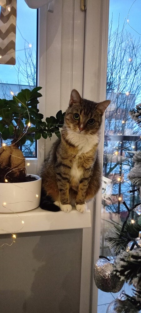 Światowy Dzień Kota. / fot. Czytelnicy