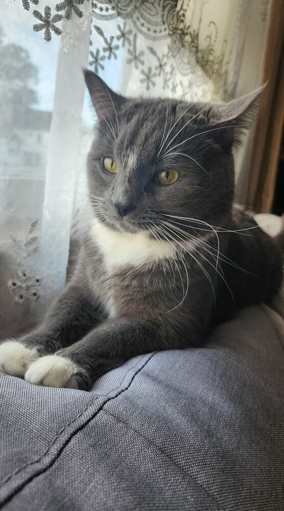 Światowy Dzień Kota. / fot. Czytelnicy