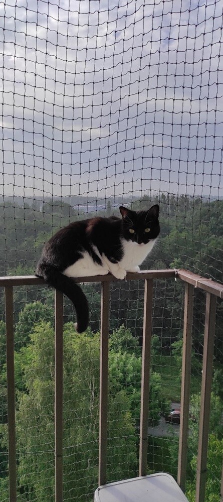 Światowy Dzień Kota. / fot. Czytelnicy