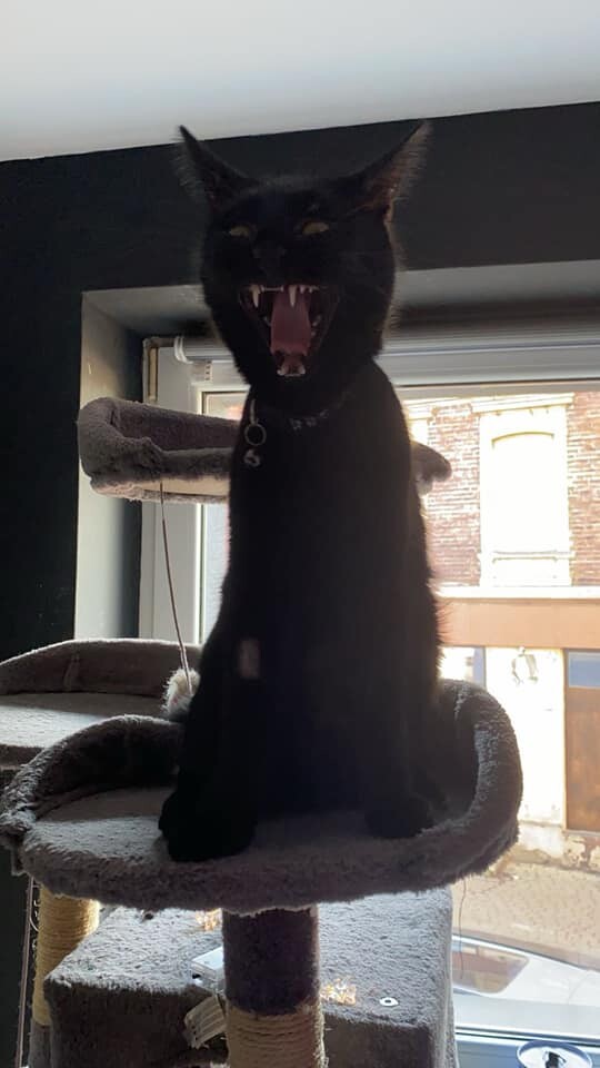 Światowy Dzień Kota. / fot. Czytelnicy