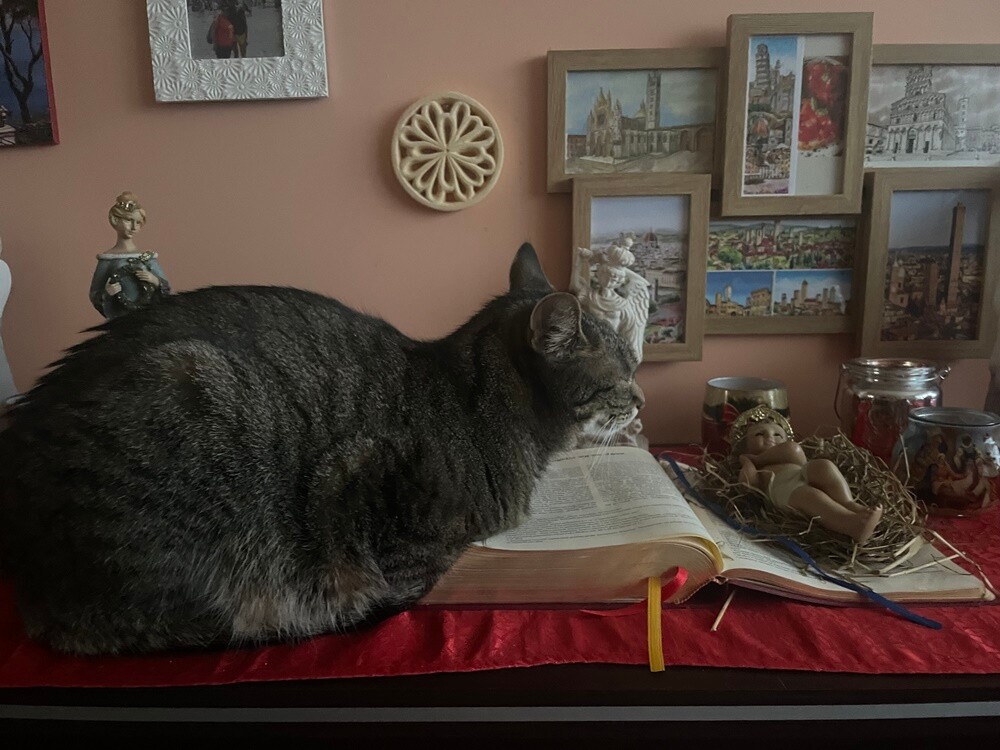 Światowy Dzień Kota. / fot. Czytelnicy