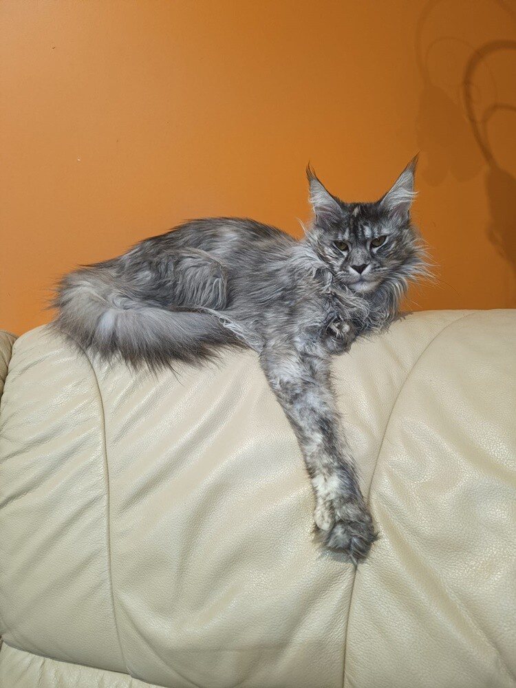 Światowy Dzień Kota. / fot. Czytelnicy