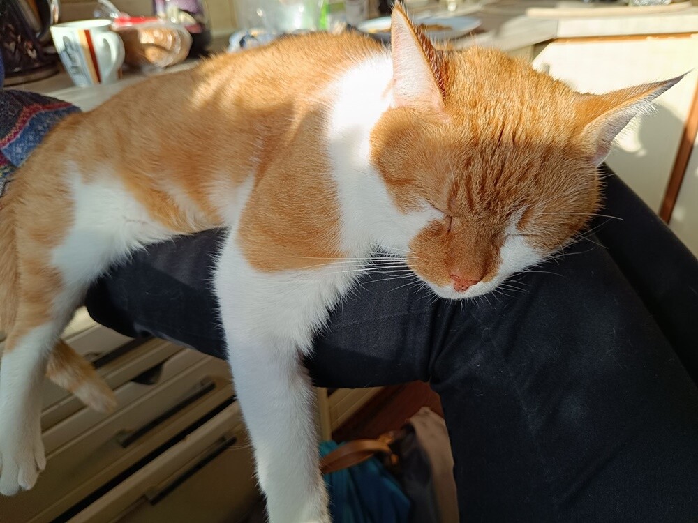 Światowy Dzień Kota. / fot. Czytelnicy