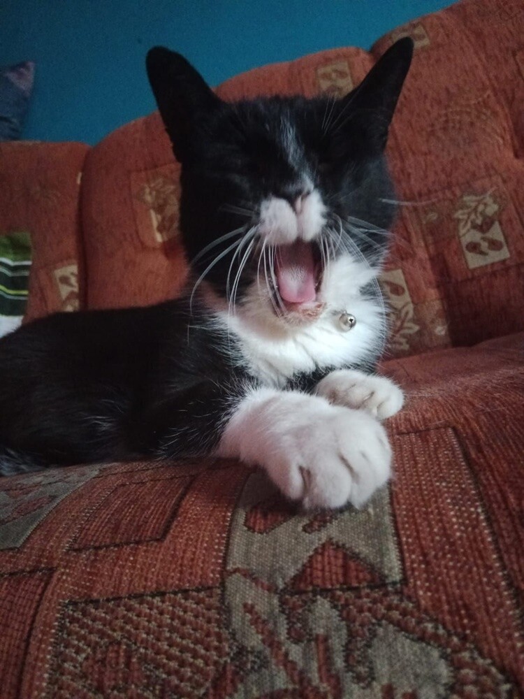 Światowy Dzień Kota. / fot. Czytelnicy