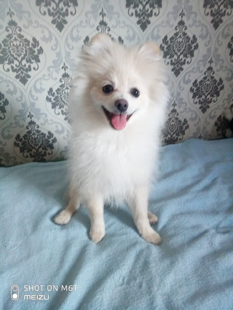 4 października obchodziliśmy Światowy Dzień Zwierząt. W związku z tym poprosiliśmy naszych Czytelników o przesyłanie zdjęć swoich milusińskich. Zobaczcie przygotowaną przez nas galerię!