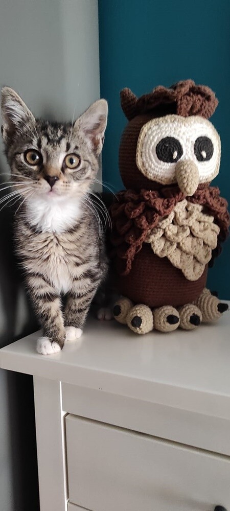 4 października obchodziliśmy Światowy Dzień Zwierząt. W związku z tym poprosiliśmy naszych Czytelników o przesyłanie zdjęć swoich milusińskich. Zobaczcie przygotowaną przez nas galerię!