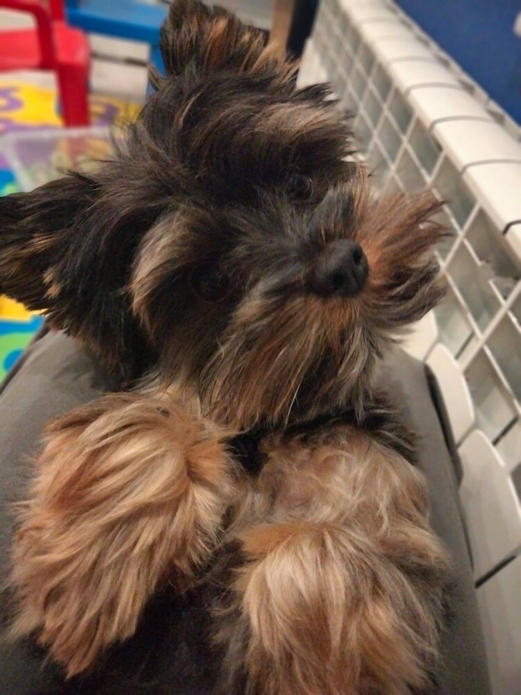 4 października obchodziliśmy Światowy Dzień Zwierząt. W związku z tym poprosiliśmy naszych Czytelników o przesyłanie zdjęć swoich milusińskich. Zobaczcie przygotowaną przez nas galerię!