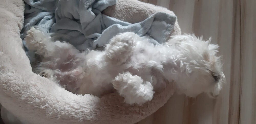 4 października obchodziliśmy Światowy Dzień Zwierząt. W związku z tym poprosiliśmy naszych Czytelników o przesyłanie zdjęć swoich milusińskich. Zobaczcie przygotowaną przez nas galerię!