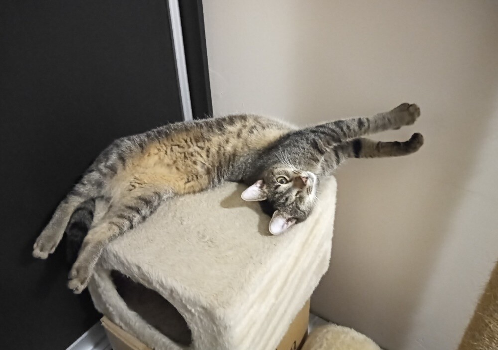 4 października obchodziliśmy Światowy Dzień Zwierząt. W związku z tym poprosiliśmy naszych Czytelników o przesyłanie zdjęć swoich milusińskich. Zobaczcie przygotowaną przez nas galerię!