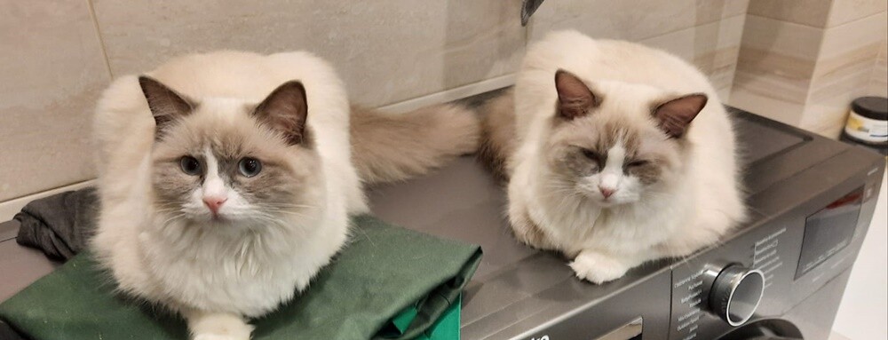 4 października obchodziliśmy Światowy Dzień Zwierząt. W związku z tym poprosiliśmy naszych Czytelników o przesyłanie zdjęć swoich milusińskich. Zobaczcie przygotowaną przez nas galerię!