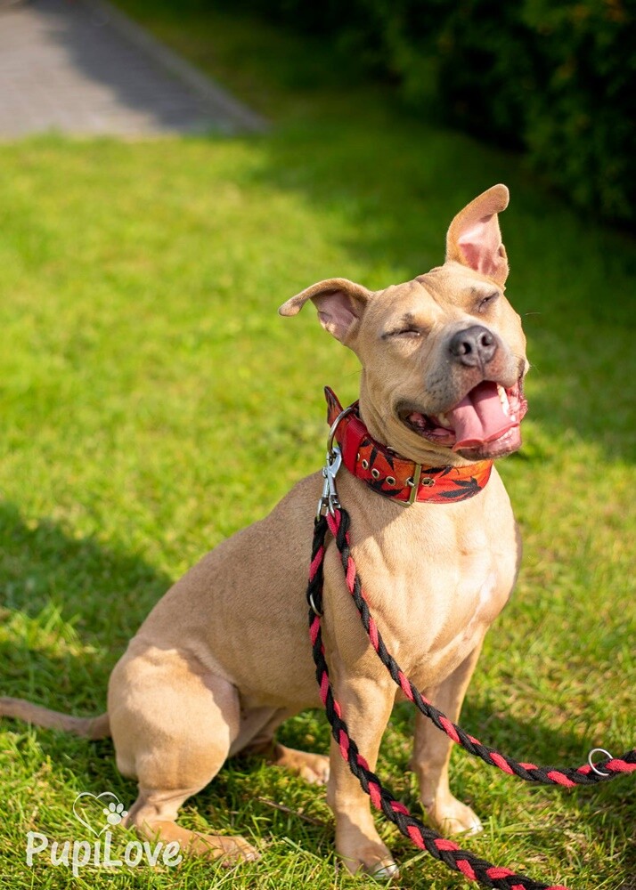 4 października obchodziliśmy Światowy Dzień Zwierząt. W związku z tym poprosiliśmy naszych Czytelników o przesyłanie zdjęć swoich milusińskich. Zobaczcie przygotowaną przez nas galerię!