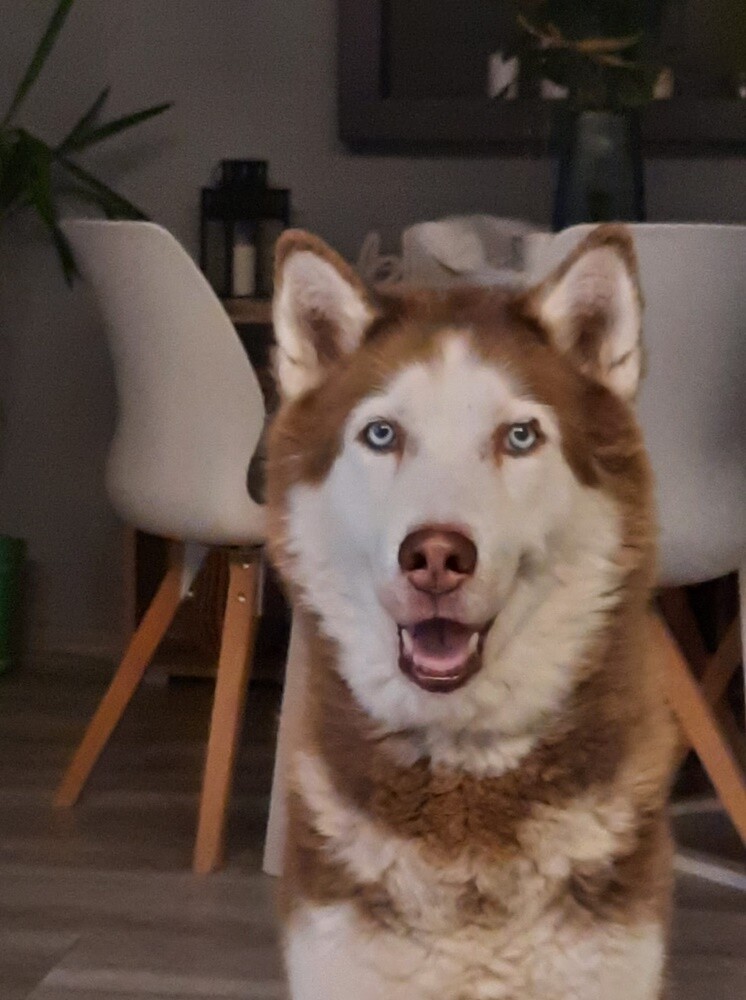 4 października obchodziliśmy Światowy Dzień Zwierząt. W związku z tym poprosiliśmy naszych Czytelników o przesyłanie zdjęć swoich milusińskich. Zobaczcie przygotowaną przez nas galerię!