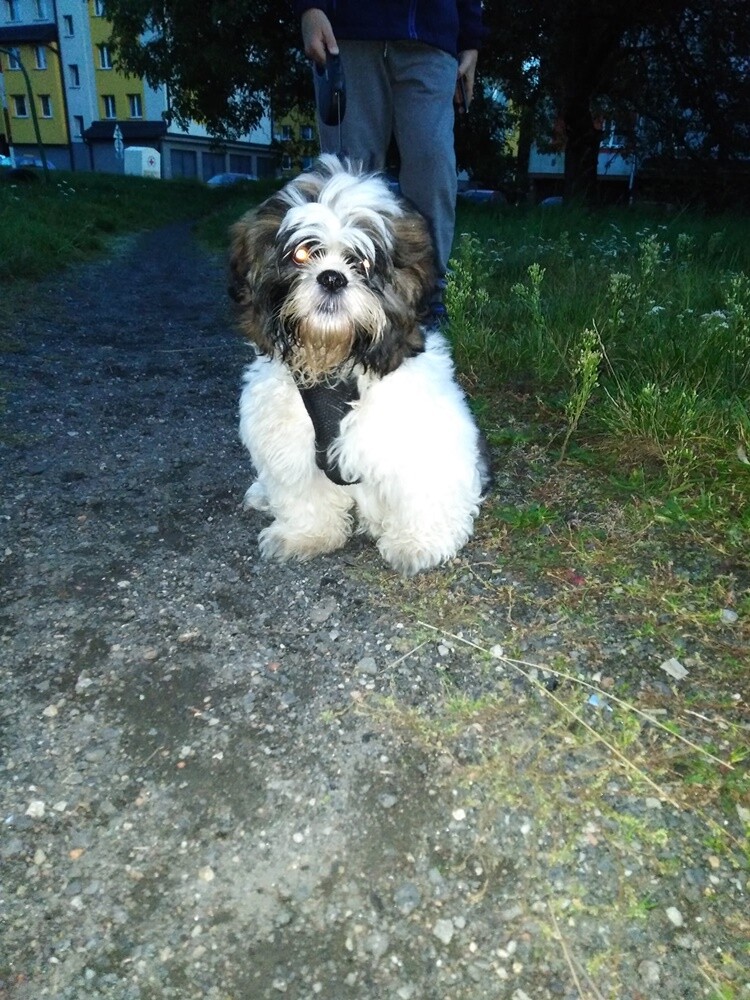 4 października obchodziliśmy Światowy Dzień Zwierząt. W związku z tym poprosiliśmy naszych Czytelników o przesyłanie zdjęć swoich milusińskich. Zobaczcie przygotowaną przez nas galerię!