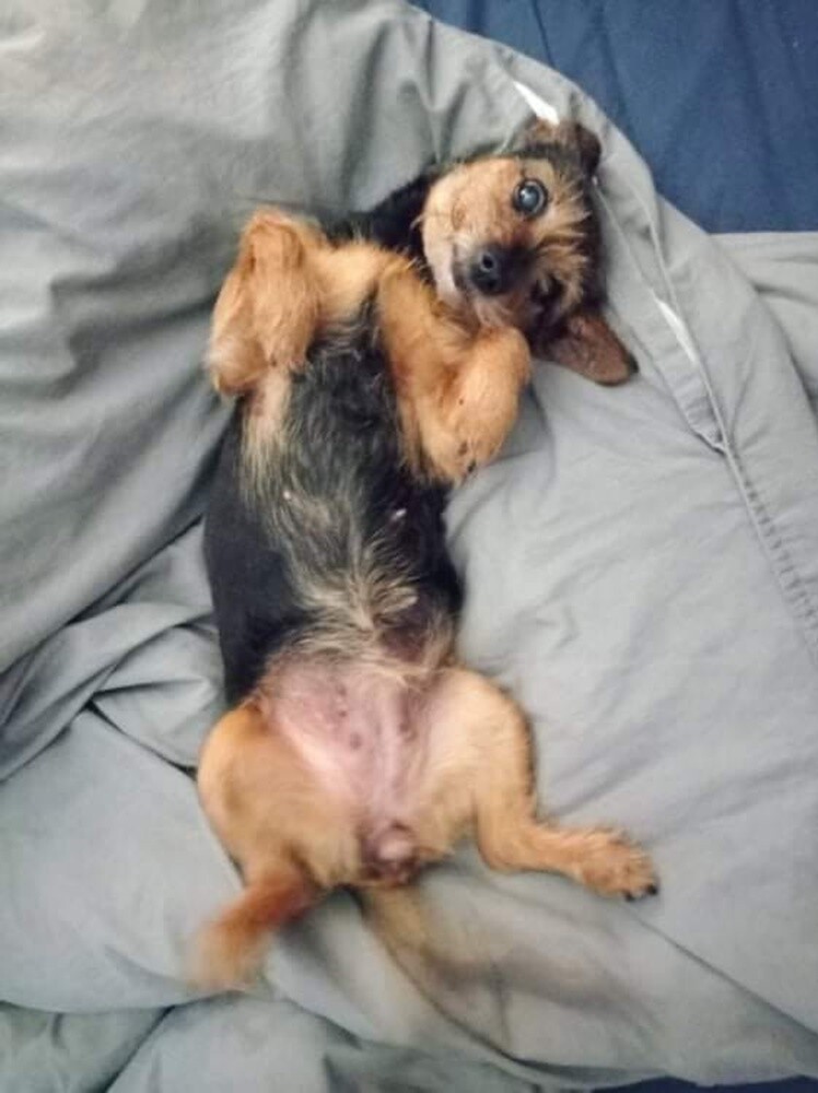 4 października obchodziliśmy Światowy Dzień Zwierząt. W związku z tym poprosiliśmy naszych Czytelników o przesyłanie zdjęć swoich milusińskich. Zobaczcie przygotowaną przez nas galerię!