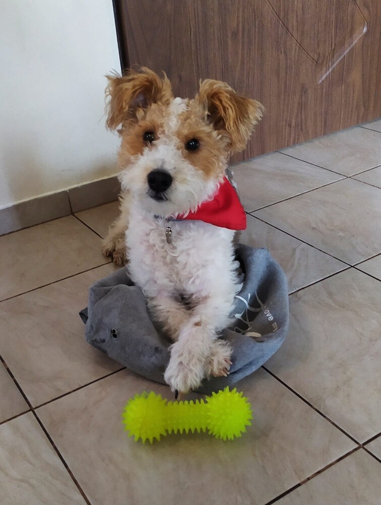 4 października obchodziliśmy Światowy Dzień Zwierząt. W związku z tym poprosiliśmy naszych Czytelników o przesyłanie zdjęć swoich milusińskich. Zobaczcie przygotowaną przez nas galerię!