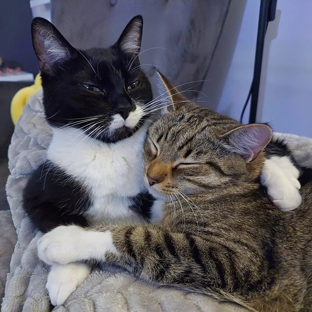 4 października obchodziliśmy Światowy Dzień Zwierząt. W związku z tym poprosiliśmy naszych Czytelników o przesyłanie zdjęć swoich milusińskich. Zobaczcie przygotowaną przez nas galerię!