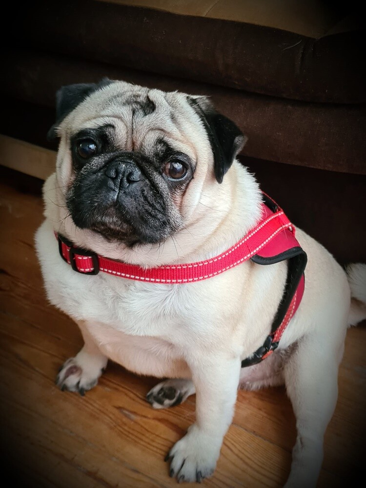 4 października obchodziliśmy Światowy Dzień Zwierząt. W związku z tym poprosiliśmy naszych Czytelników o przesyłanie zdjęć swoich milusińskich. Zobaczcie przygotowaną przez nas galerię!