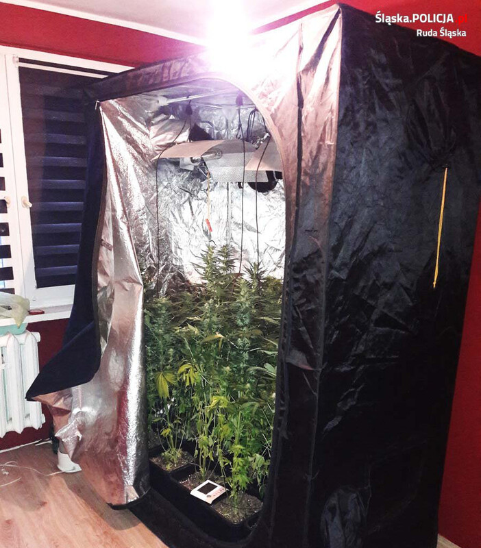 Uprawiał marihuanę w mieszkaniu