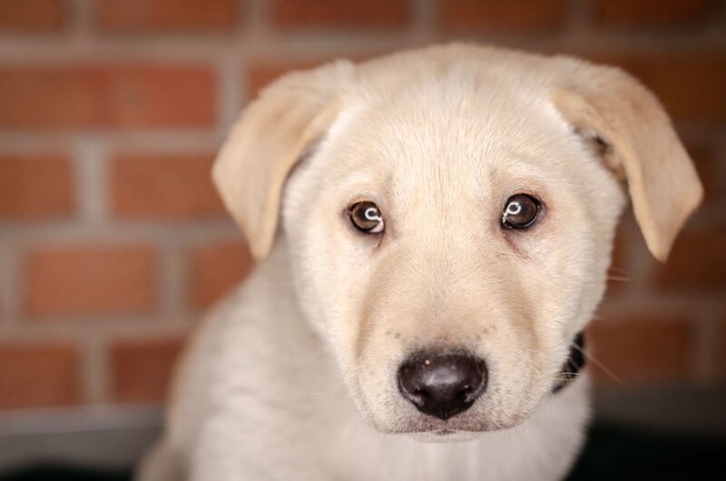 W „Faunie” brakuje karmy dla szczeniaków!