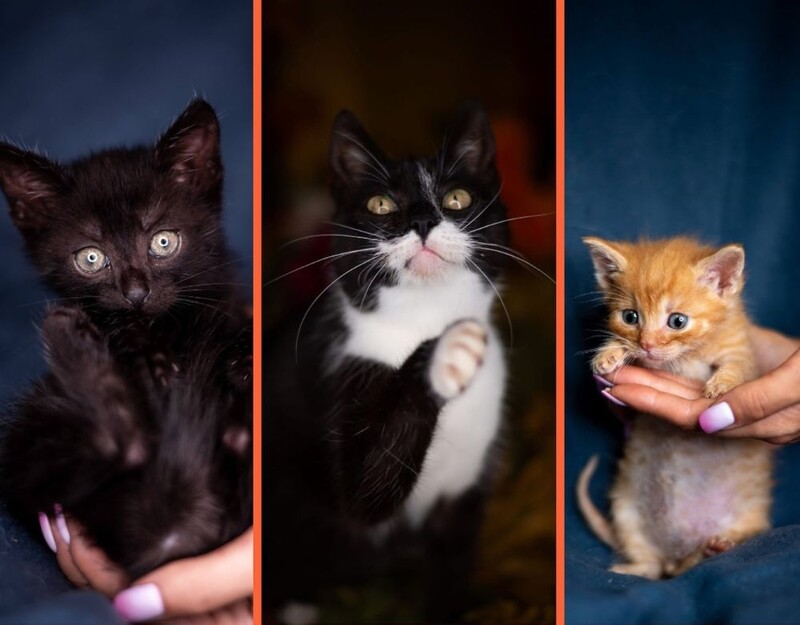 W schronisku zaczyna brakować karmy dla kotów. "Fauna" prosi o pomoc!