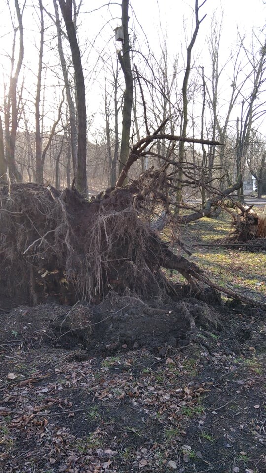 Wichura w Rudzie Śląskiej. Komenda Miejska Państwowej Straży Pożarnej w Rudzie Śląskiej poinformowała, że w związku z porywistym wiatrem w ciągu ostatniej doby, czyli 17 lutego, strażacy rudzkiej komendy wraz z ochotnikami interweniowali 36 razy. 28 zdarzeń związanych było z usuwaniem skutków niżu atmosferycznego w szczególności: powalone, pochylone lub nadłamane drzewa – 17 zdarzeń, uszkodzone, zerwane elementy dachów – 9 zdarzeń, zalane posesje, uszkodzone banery – 2 zdarzenia (fot. Jacek Knapik).