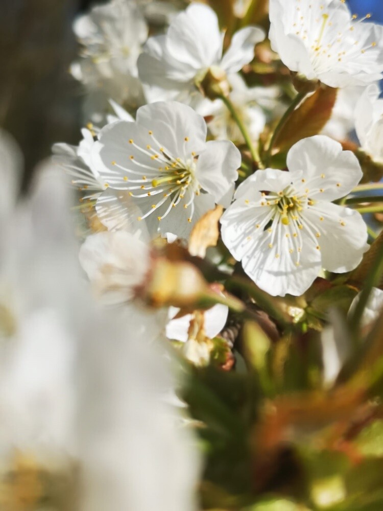 Pomimo deszczowej i dość chłodnej pogody, wiosna na dobre zadomowiła się w Rudzie Śląskiej. Zobaczcie zdjęcia naszych czytelników!