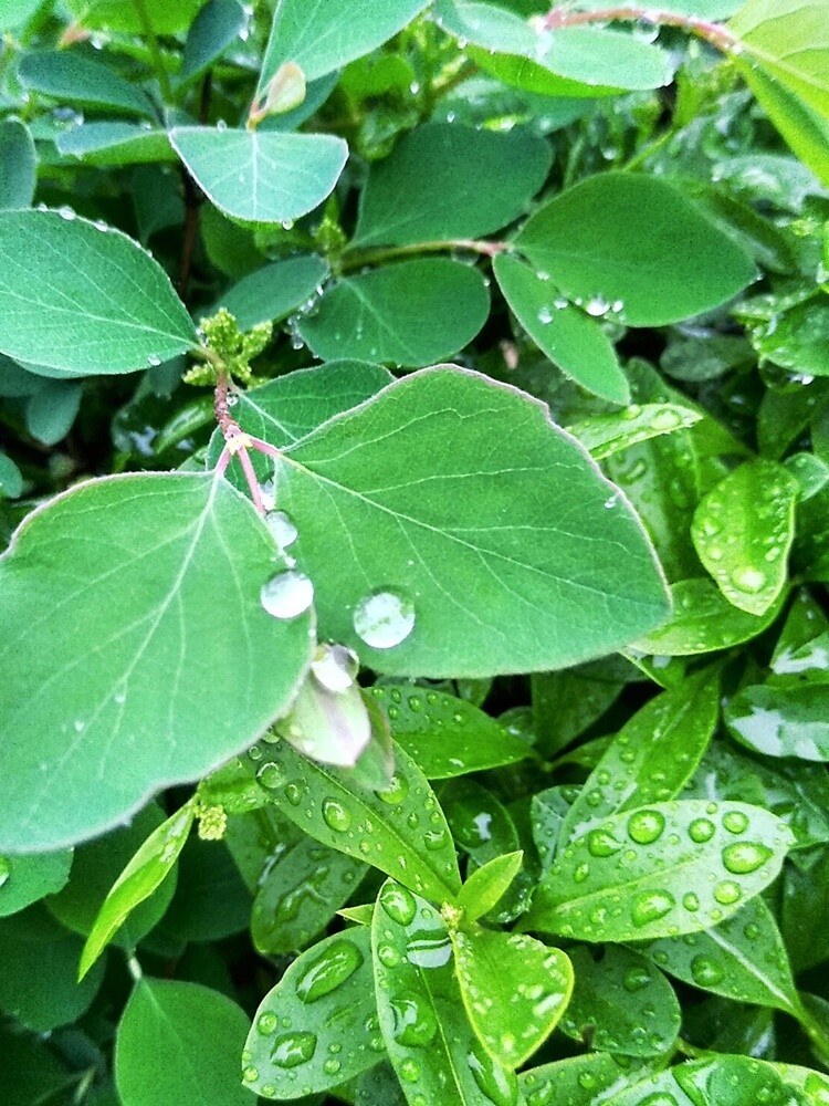 Pomimo deszczowej i dość chłodnej pogody, wiosna na dobre zadomowiła się w Rudzie Śląskiej. Zobaczcie zdjęcia naszych czytelników!