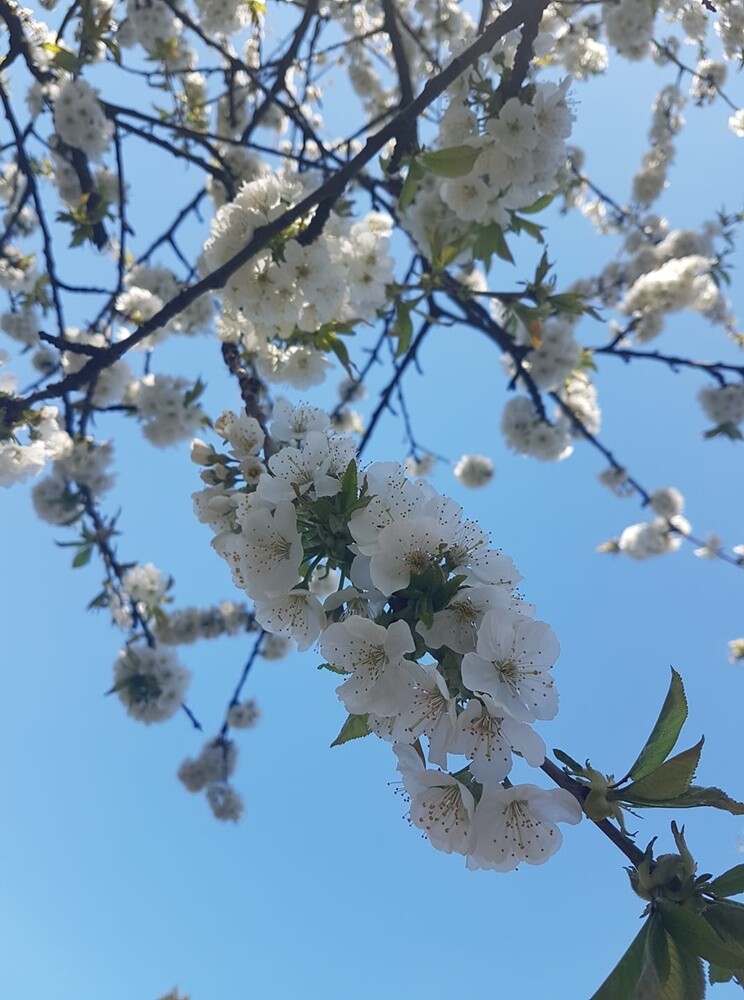 Pomimo deszczowej i dość chłodnej pogody, wiosna na dobre zadomowiła się w Rudzie Śląskiej. Zobaczcie zdjęcia naszych czytelników!