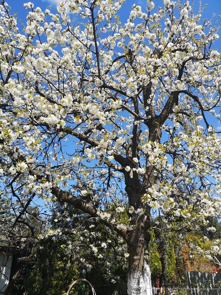 Pomimo deszczowej i dość chłodnej pogody, wiosna na dobre zadomowiła się w Rudzie Śląskiej. Zobaczcie zdjęcia naszych czytelników!