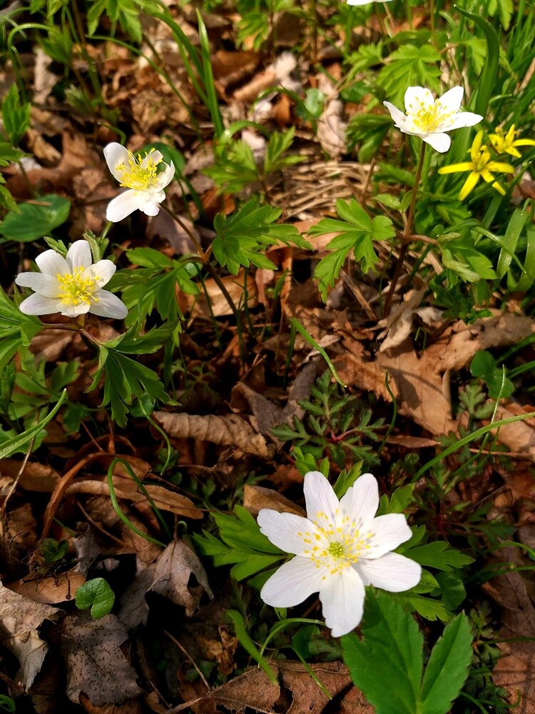 Pomimo deszczowej i dość chłodnej pogody, wiosna na dobre zadomowiła się w Rudzie Śląskiej. Zobaczcie zdjęcia naszych czytelników!