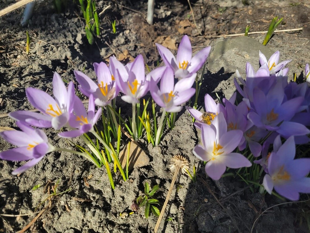 21 marca to pierwszy dzień kalendarzowej wiosny. Ta już na dobre zadomowiła się w Rudzie Śląskiej. Zobaczcie zdjęcia naszych czytelników!

zdjęcia czytelników