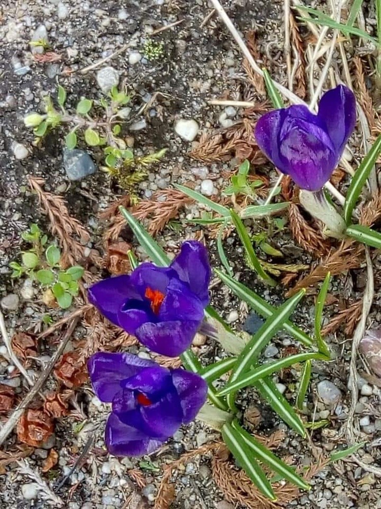 21 marca to pierwszy dzień kalendarzowej wiosny. Ta już na dobre zadomowiła się w Rudzie Śląskiej. Zobaczcie zdjęcia naszych czytelników!

zdjęcia czytelników