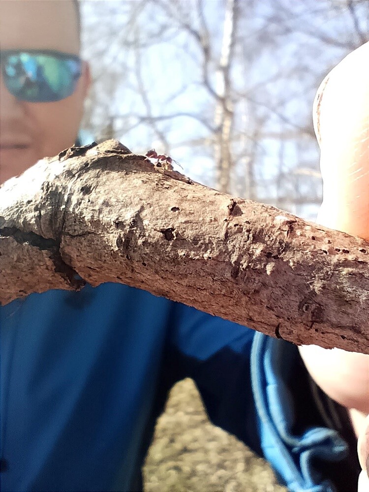 21 marca to pierwszy dzień kalendarzowej wiosny. Ta już na dobre zadomowiła się w Rudzie Śląskiej. Zobaczcie zdjęcia naszych czytelników!

zdjęcia czytelników