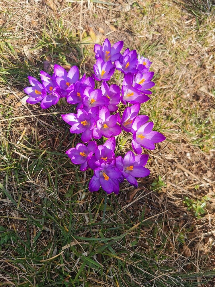 21 marca to pierwszy dzień kalendarzowej wiosny. Ta już na dobre zadomowiła się w Rudzie Śląskiej. Zobaczcie zdjęcia naszych czytelników!

zdjęcia czytelników