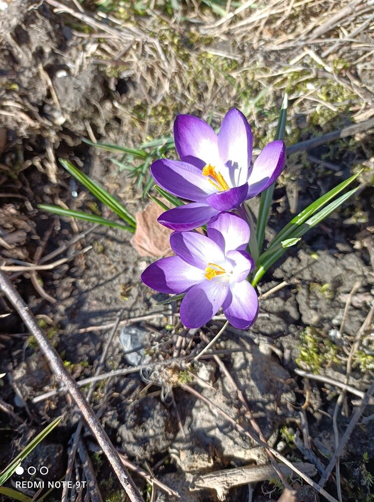 21 marca to pierwszy dzień kalendarzowej wiosny. Ta już na dobre zadomowiła się w Rudzie Śląskiej. Zobaczcie zdjęcia naszych czytelników!

zdjęcia czytelników