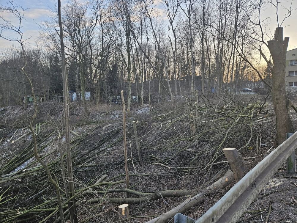 Trwa wycinka drzew w dzielnicy Ruda pod trasę N-S/fot. Janusz Żurek, Krystian Mrukwa