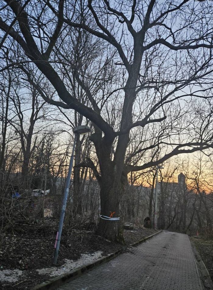 Trwa wycinka drzew w dzielnicy Ruda pod trasę N-S/fot. Janusz Żurek, Krystian Mrukwa