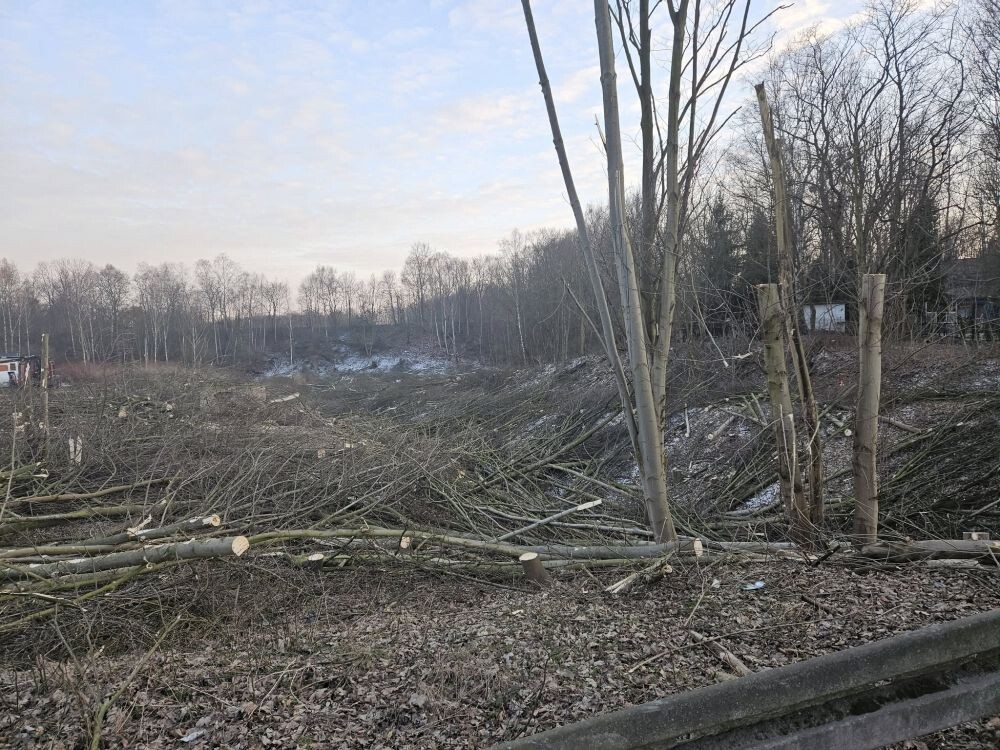 Trwa wycinka drzew w dzielnicy Ruda pod trasę N-S/fot. Janusz Żurek, Krystian Mrukwa