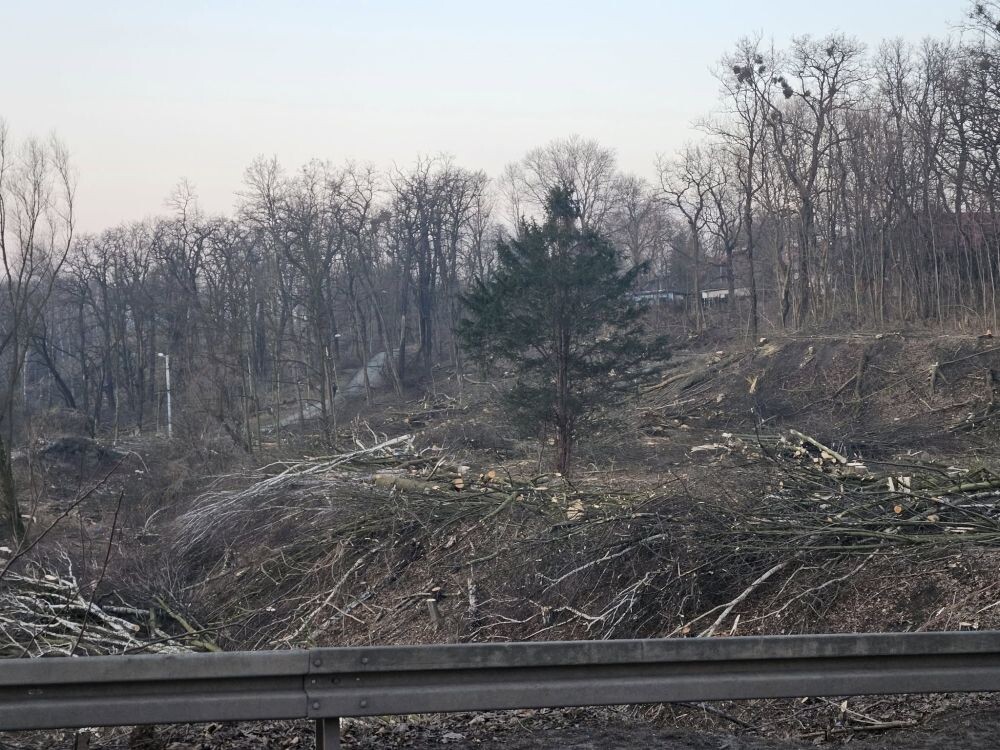 Trwa wycinka drzew w dzielnicy Ruda pod trasę N-S/fot. Janusz Żurek, Krystian Mrukwa