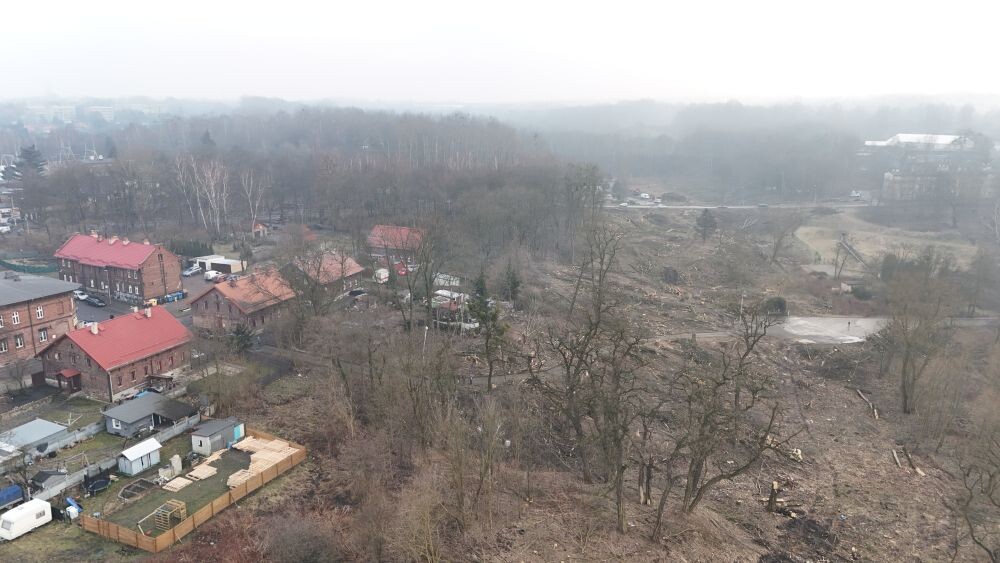 Trwa wycinka drzew w dzielnicy Ruda pod trasę N-S/fot. Natalia Salwiczek