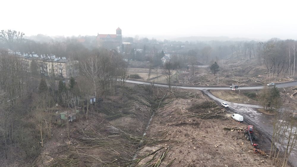 Trwa wycinka drzew w dzielnicy Ruda pod trasę N-S/fot. Natalia Salwiczek